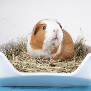 Rodent toilet rectangle