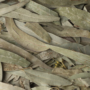 Eucalyptusblad