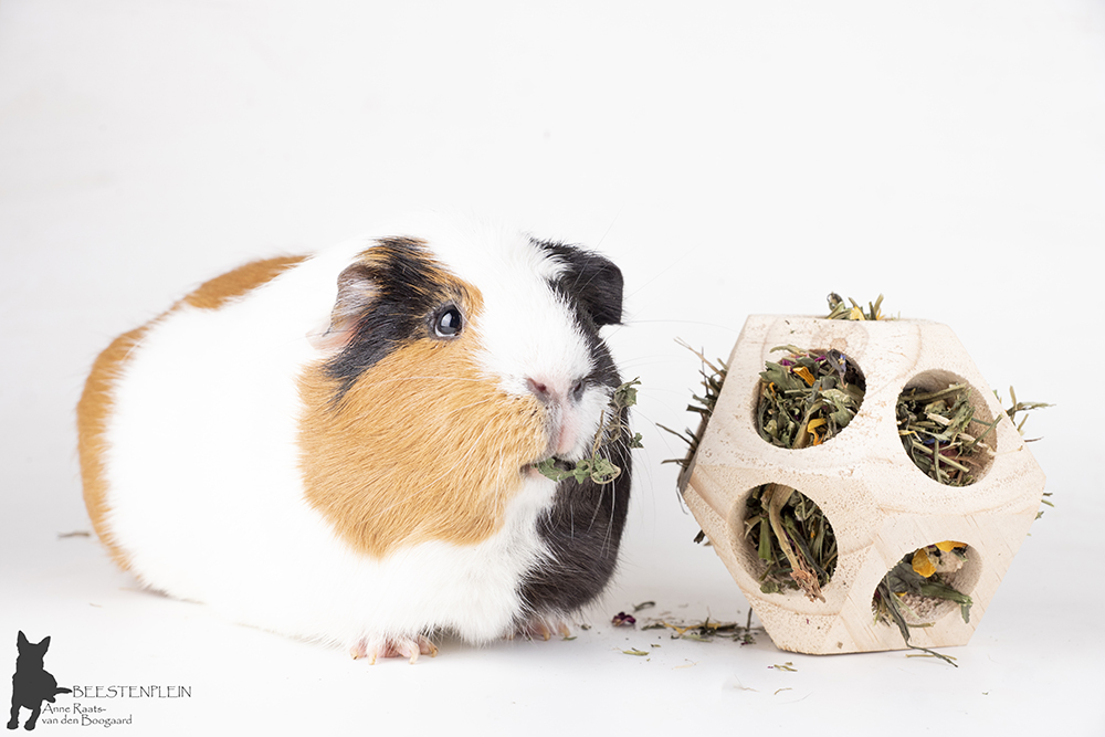 Houten-bal-met-gaten-10cm-met-cavia-w