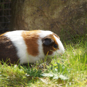 Beginnerscursus: Het fenomeen dat cavia heet