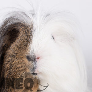 Digital photo Guinea pig “Roan”