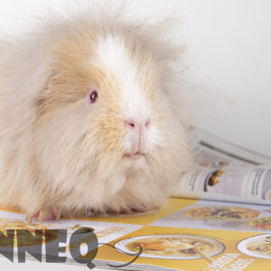 Digital photo Guinea pig “Boll”