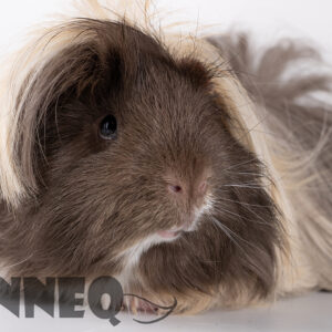 Digital photo Guinea pig “Swiebertje”