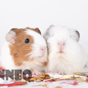 Digital photo Guinea pig “Sam&Sem”