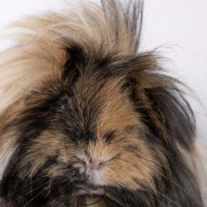 Digital photo Guinea pig “Momo”