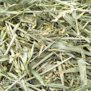 Green wheat