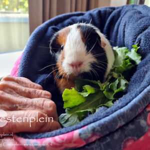 Mand voor cavia's - extra ruim