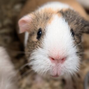 Villa Piepmuis DONATIE-ACTIE